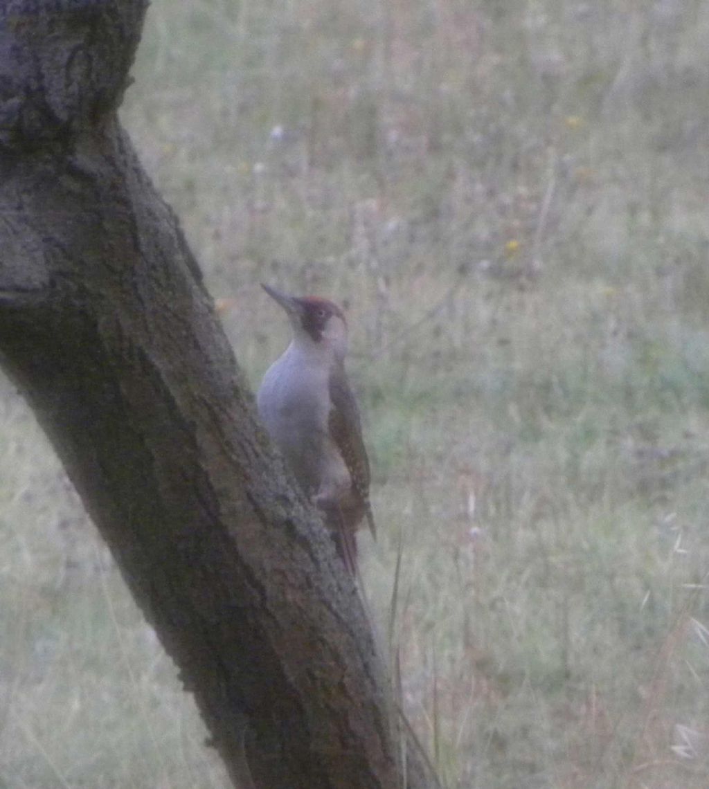 quale Picchio? Picchio verde